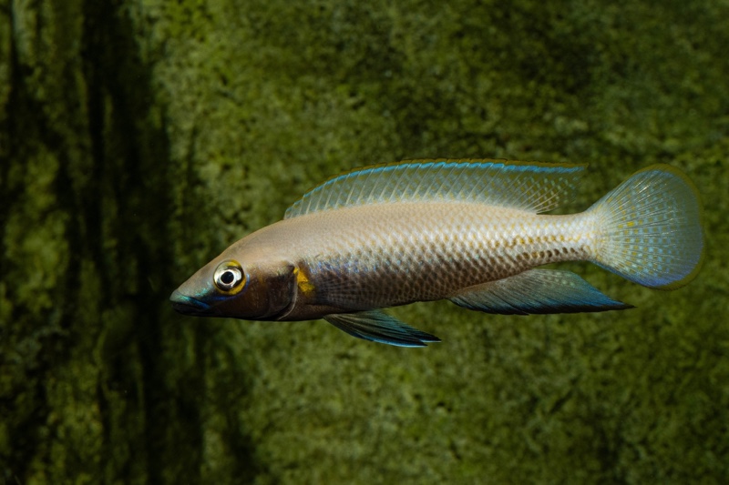 Neolamprologus nigriventris 'Kiku'